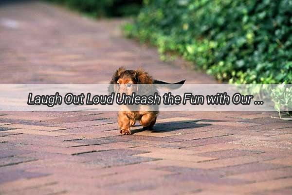 Laugh Out Loud Unleash the Fun with Our Collection of Whacky Dog Wallpapers